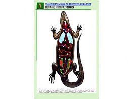 Рельефная таблица "Внутреннее строение ящерицы" (формат А1, матовое ламинирование) - fgospostavki.ru - Чита