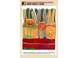 Рельефная таблица "Ворсинка кишечная с сосудом" (формат А1, матовое ламинирование) - fgospostavki.ru - Чита