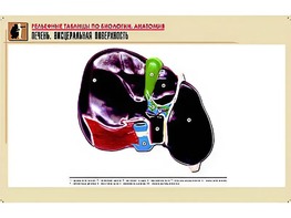 Рельефная таблица "Печень. Висцеральная поверхность" (формат А1, матовое ламинирование) - fgospostavki.ru - Чита