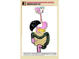 Рельефная таблица "Пищеварительный тракт" (формат А1, матовое ламинирование) - fgospostavki.ru - Чита