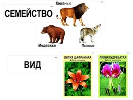 Модель-аппликация "Классификация растений и животных" (ламинированная) - fgospostavki.ru - Чита
