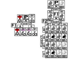 Модель-аппликация "Неполное доминирование и взаимодействие генов" (ламинированная) - fgospostavki.ru - Чита