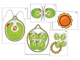 Модель-аппликация "Размножение одноклеточной водоросли" (ламинированная) - fgospostavki.ru - Чита