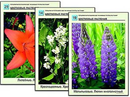 Гербарий фотографический "Основные группы растений" - fgospostavki.ru - Чита