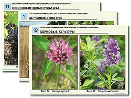 Гербарий фотографический "Сельскохозяйственные растения России" - fgospostavki.ru - Чита