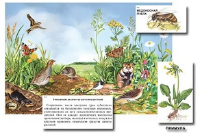 Магнитный плакат-аппликация "Луг: биоразнообразие и взаимосвязи в сообществе" - fgospostavki.ru - Чита