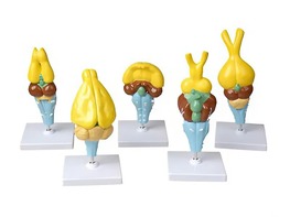 Комплект моделей строения мозга позвоночных - fgospostavki.ru - Чита