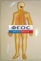 Модель барельефная "Нервная система человека" - fgospostavki.ru - Чита
