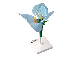 Модель цветка гороха - fgospostavki.ru - Чита