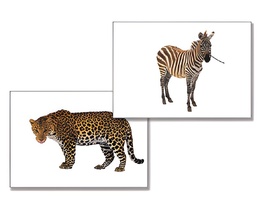 Дидактическое пособие "Дикие животные" - fgospostavki.ru - Чита