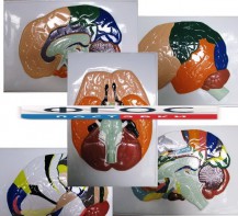 Модель барельефная "Доли, извилины, цитоархитектонические поля головного мозга" (5 планшетов) - fgospostavki.ru - Чита