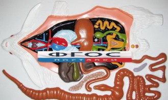 Модель барельефная "Внутреннее строение кролика" - fgospostavki.ru - Чита