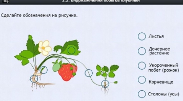 Интерактивные курсы. Биология 7 класс. Расширенный. - fgospostavki.ru - Чита
