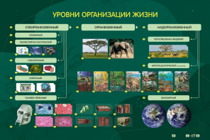 Электрифицированный стенд "Уровни организации жизни" - fgospostavki.ru - Чита