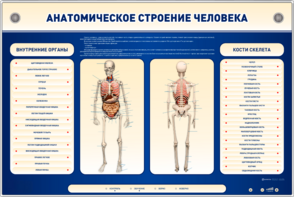 Электрифицированный стенд-тренажер c макетом скелета "Анатомическое строение человека" - fgospostavki.ru - Чита