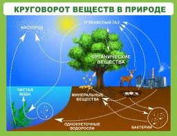 Стенд "Круговорот веществ" - fgospostavki.ru - Чита
