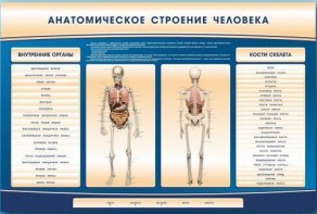 Электрифицированный стенд-тренажер c макетом скелета "Анатомическое строение человека" - fgospostavki.ru - Чита