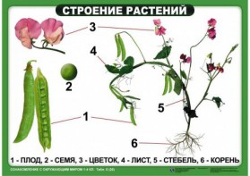 Комплект таблиц "Ознакомление с окружающим миром 1-4 класс" - fgospostavki.ru - Чита