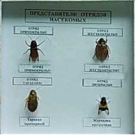 Коллекция энтомологическая "Представители отряда насекомых" - fgospostavki.ru - Чита