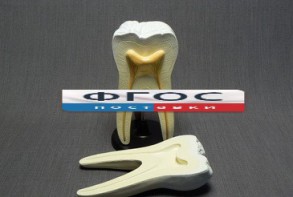 Модель "Строение зуба" - fgospostavki.ru - Чита