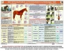 Комплект плакатов "Служебное коневодство" - fgospostavki.ru - Чита