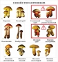 Комплект кодотранспарантов "Грибы" - fgospostavki.ru - Чита
