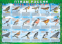 Комплект таблиц "Птицы России (4 листа)" (100х140 сантиметров, винил) - fgospostavki.ru - Чита