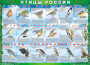 Комплект таблиц "Птицы России (4 листа)" (100х140 сантиметров, винил) - fgospostavki.ru - Чита