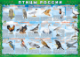 Комплект таблиц "Птицы России (4 листа)" (100х140 сантиметров, винил) - fgospostavki.ru - Чита