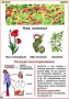 Комплект кодотранспарантов "Ядовитые растения" - fgospostavki.ru - Чита